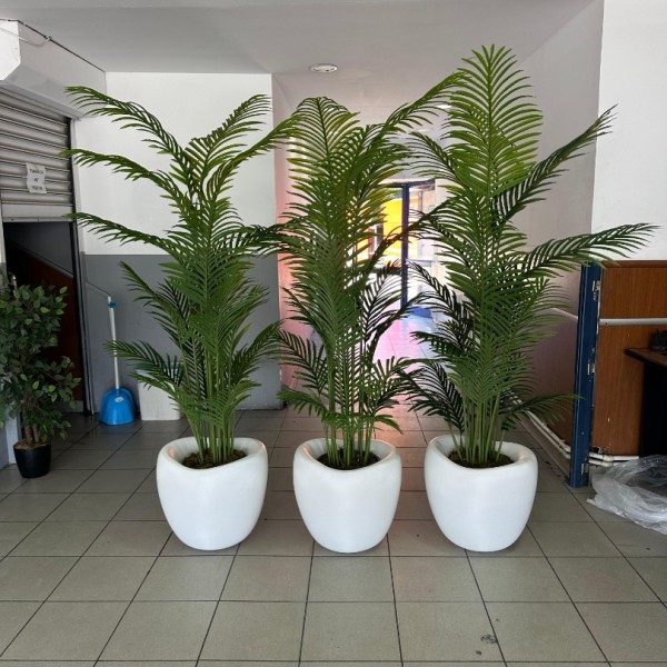beyaz lale saksı 200 cm areka