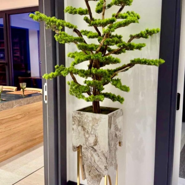 premium bonsai 180 cm