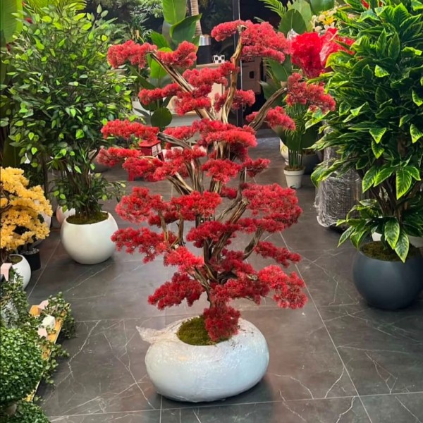 premium bonsai 150 cm