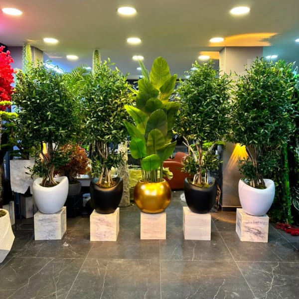 premium 180 cm zeytin