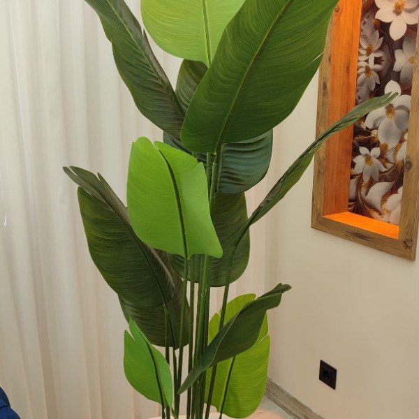 beyaz lale saksı 200 cm yeni starlice