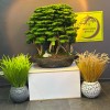 premium 150 cm bonsai premium 150 cm bonsai