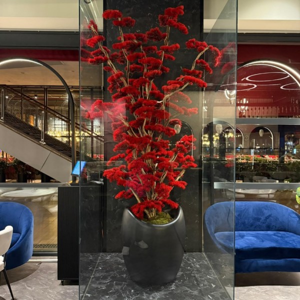premium bonsai 220 cm