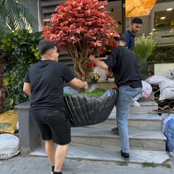 premium bonsai