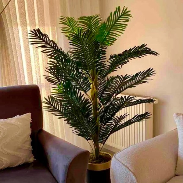 siyah gold yeni areka 