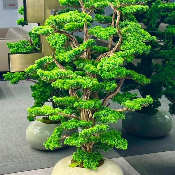 premium bonsai 150 cm