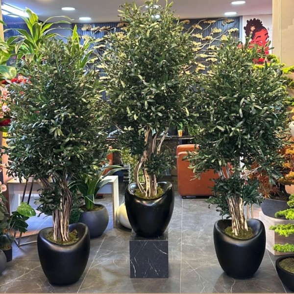 premium 180 cm zeytin