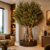 premium zeytin premium zeytin