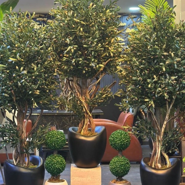 premium 180 cm zeytin