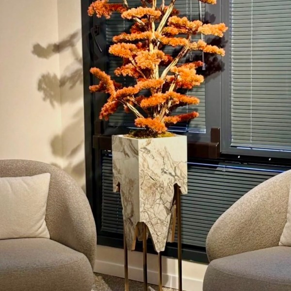 premium bonsai 180 cm