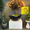 premium 180 cm bonsai premium 180 cm bonsai