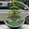 premium 180 cm bonsai premium 180 cm bonsai