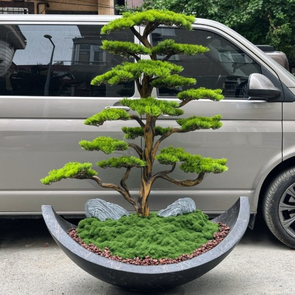 premium 180 cm bonsai