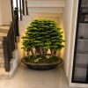 premium 150 cm bonsai premium 150 cm bonsai