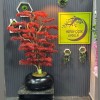 premium bonsai 150 cm