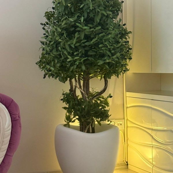 premium zeytin