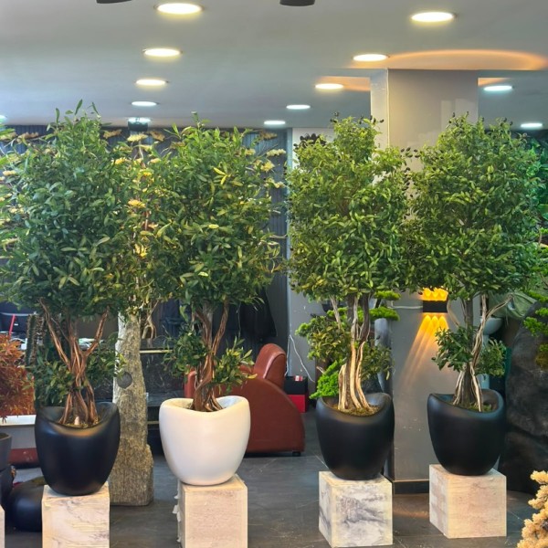 premium 180 cm zeytin