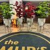 premium bonsai 180 cm