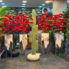 premium bonsai 180 cm