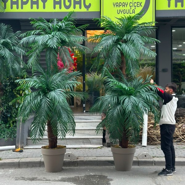 Palmiye Ağacı 