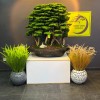 premium 150 cm bonsai premium 150 cm bonsai