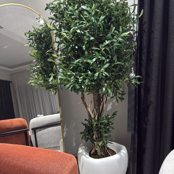 premium 180 cm zeytin