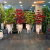 premium bonsai 180 cm